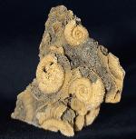 Dactylioceras athleticum (SIMPSON 1855) - Bild &copy; FossNet FossilienStore